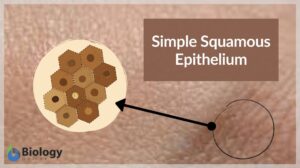 Simple squamous epithelium definition